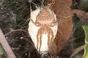 Cyrtophora_exanthematica_D4095_Z_90_Alexandra hills Brisbane_Australie